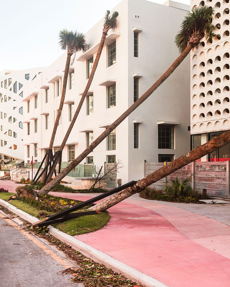 Palm trees falling down on a street after a storm