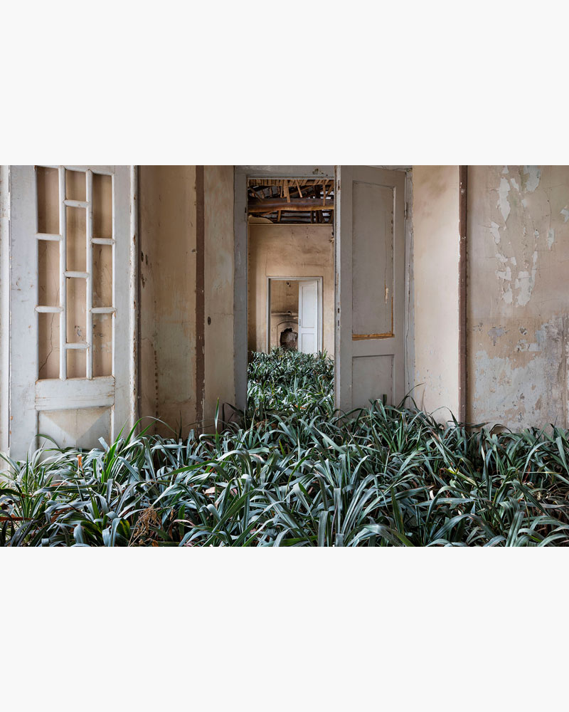 A photograph of a house entrance and plants