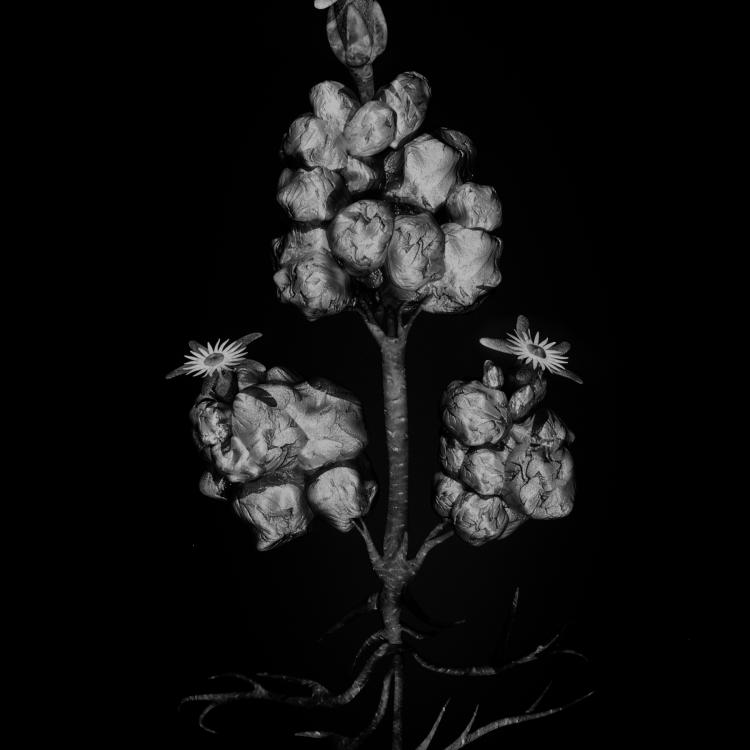 A black-and-white botanical illustration of an unusual, sculpted plant with exposed roots, textured nodular stems, and star-shaped flowers atop three main stems against a solid black background.
