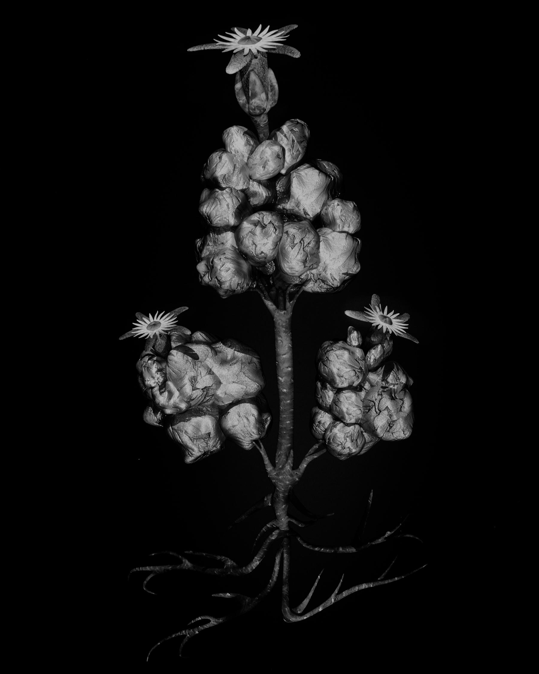 A black-and-white botanical illustration of an unusual, sculpted plant with exposed roots, textured nodular stems, and star-shaped flowers atop three main stems against a solid black background.